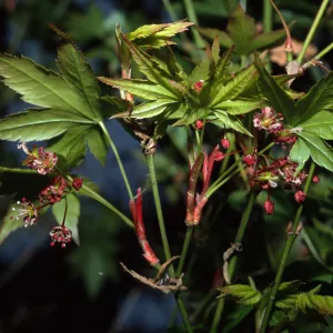 Acer palmatum
