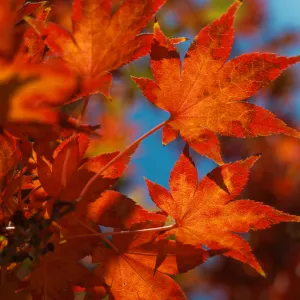 Acer palmatum