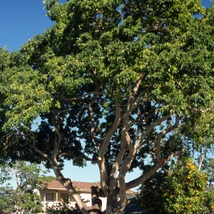 Acer paxii