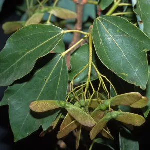 Acer paxii