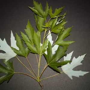 Acer saccharinum