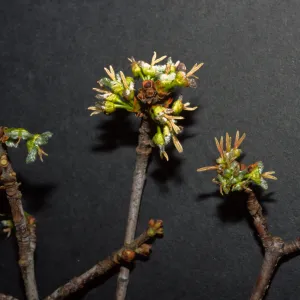 Acer saccharinum