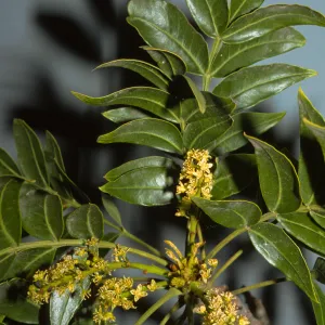 Harpephyllum caffrum