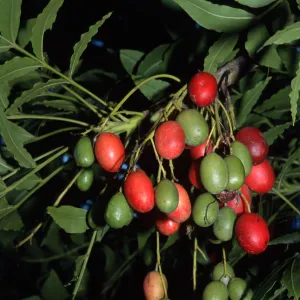 Harpephyllum caffrum