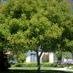 Pistacia chinensis