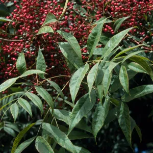 Pistacia chinensis