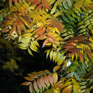 Pistacia chinensis