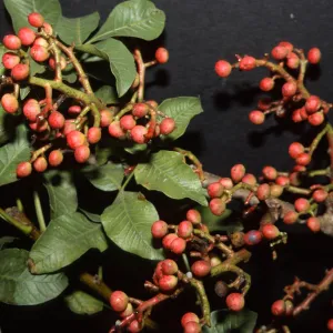 Pistacia khinjuk