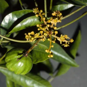 Pleiogynium timorense