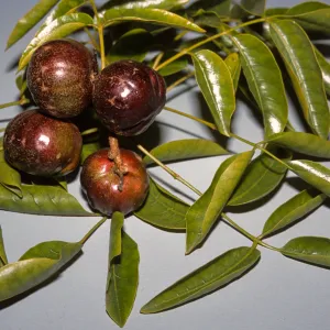 Pleiogynium timorense