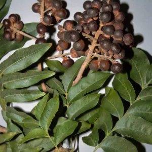 Rhodosphaera rhodanthema