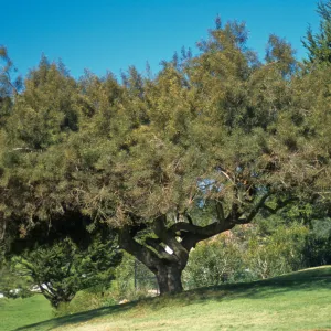 Rhus lancea