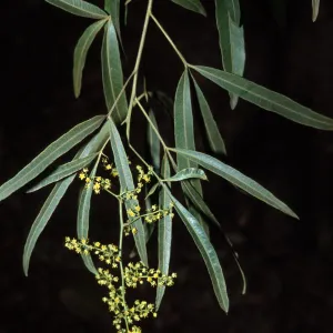 Rhus lancea