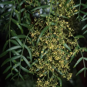 Schinus molle