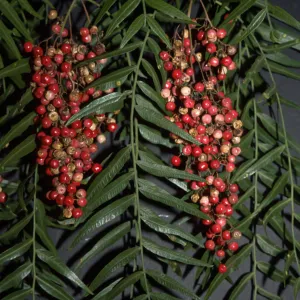 Schinus molle
