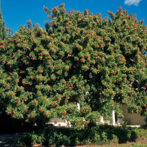 Schinus terebinthifolius