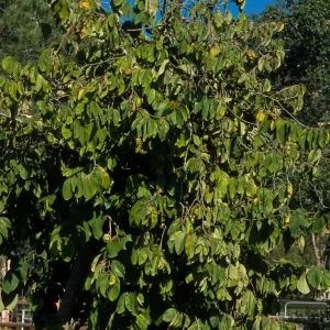 Annona cherimola