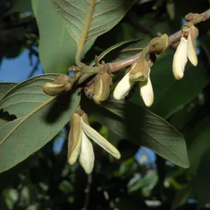 Annona cherimola