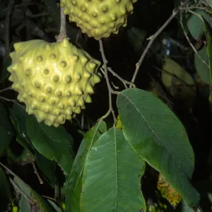 Annona cherimola