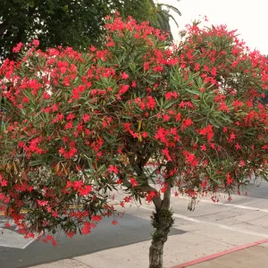 Nerium oleander