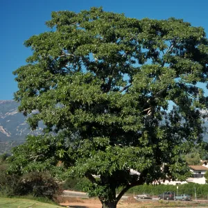 Rauwolfia samarensis