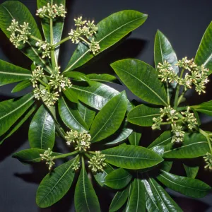 Rauwolfia samarensis