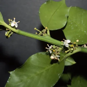 Ilex aquifolium