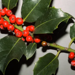 Ilex aquifolium
