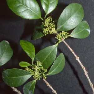 Ilex latifolia