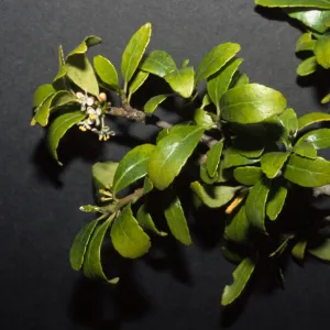 Ilex vomitoria