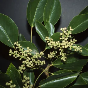 Oreopanax capitatus