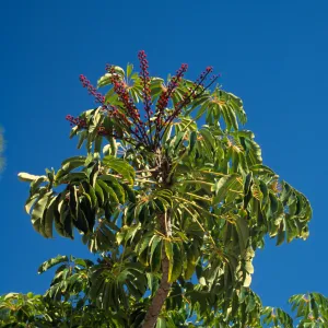 Schefflera actinophylla