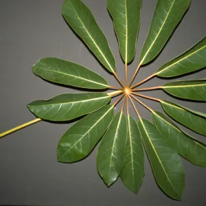 Schefflera actinophylla