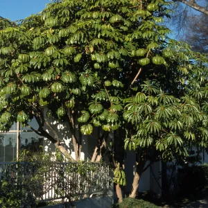 Schefflera pueckleri