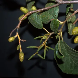 Alnus rhombifolia