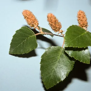 Betula nigra