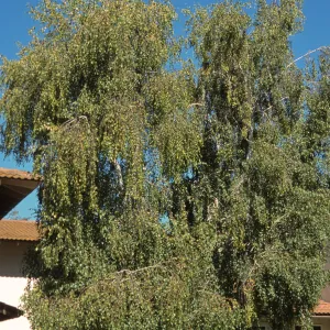 Betula pendula