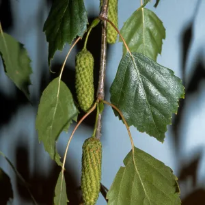 Betula pendula