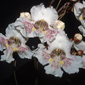 Catalpa speciosa