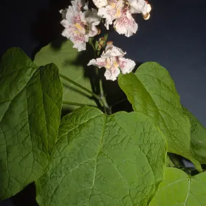 Catalpa speciosa