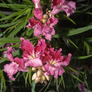 Chilopsis linearis