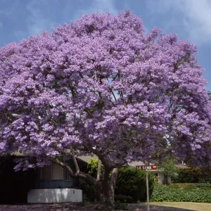 Jacaranda mimosifolia