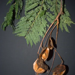 Jacaranda mimosifolia