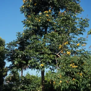 Markhamia lutea