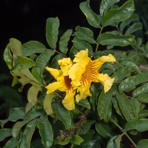 Markhamia lutea