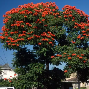 Spathodea campanulata