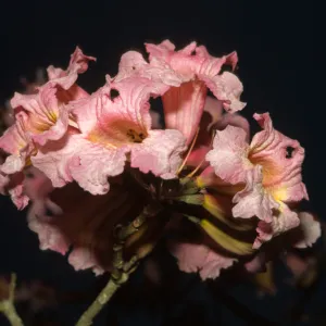 Tabebuia impetiginosa
