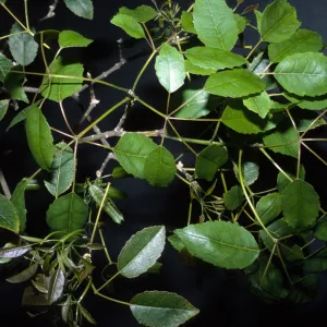 Tabebuia impetiginosa
