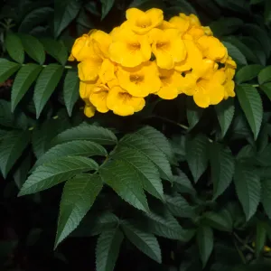 Tecoma stans