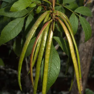 Tecoma stans